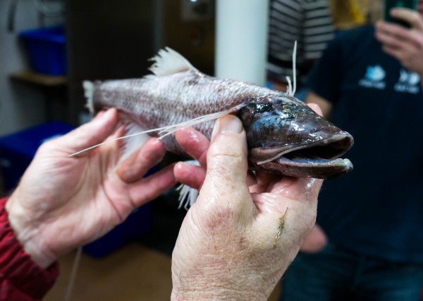 In pictures: The blobfish and other nightmarish creatures living in the  depths of the ocean - The Sunday Post