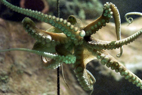 It's Cephalopod Week: Here's Why Squids And Octopuses Are Truly Amazing ...