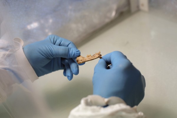 Eva-Maria Geigl working on a cat mandible in her laboratory, in Paris, France.