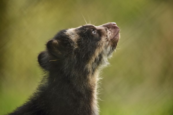 Great Britain's first Andean bear cub