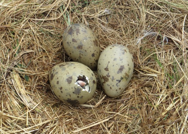 Study suggests a bird's flying ability helps determine the shape of its eggs.