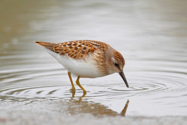 A least sandpiper.